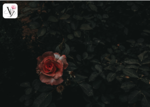 vy_floral_day_cam_hoa_gia_re (1)
