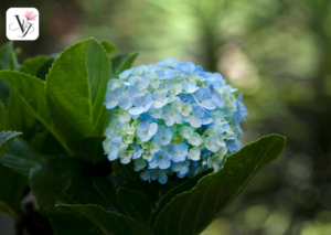 vy_floral_day_cam_hoa_gia_re (6)
