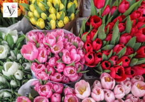  VY FLORAL MUA HOA TƯƠI CHẤT LƯỢNG GIÁ SỈ
