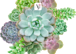 Sen_da_vy_floral_sho_day_cam_hoa (16)