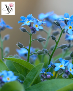  VY FLORAL SHOP, CỬA HÀNG HOA, HOA KHÔ, HOA LỤA, HOA VẢI, HOA SÁP, GÒ VẤP, QUẬN 12, QUẬN 11, QUẬN 10, QUẬN 9, hoa màu xanh biển, hoa xanh biển, hoa xanh Gò Vấp.