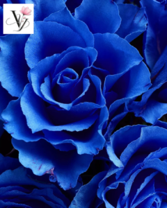  VY FLORAL SHOP, CỬA HÀNG HOA, HOA KHÔ, HOA LỤA, HOA VẢI, HOA SÁP, GÒ VẤP, QUẬN 12, QUẬN 11, QUẬN 10, QUẬN 9, hoa màu xanh biển, hoa xanh biển, hoa xanh Gò Vấp.