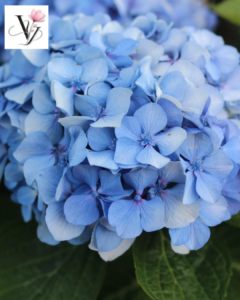  VY FLORAL SHOP, CỬA HÀNG HOA, HOA KHÔ, HOA LỤA, HOA VẢI, HOA SÁP, GÒ VẤP, QUẬN 12, QUẬN 11, QUẬN 10, QUẬN 9, hoa màu xanh biển, hoa xanh biển, hoa xanh Gò Vấp.