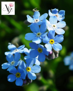  VY FLORAL SHOP, CỬA HÀNG HOA, HOA KHÔ, HOA LỤA, HOA VẢI, HOA SÁP, GÒ VẤP, QUẬN 12, QUẬN 11, QUẬN 10, QUẬN 9, hoa màu xanh biển, hoa xanh biển, hoa xanh Gò Vấp.