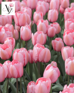 VY FLORAL SHOP, CỬA HÀNG HOA, HOA TULIP, HOA KHÔ, HOA LỤA, HOA VẢI, HOA SÁP, HOA TULIP GÒ VẤP, GÒ VẤP, QUẬN 12, QUẬN 11, QUẬN 10, QUẬN 9