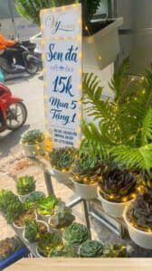 MUA SEN ĐÁ GÒ VẤP