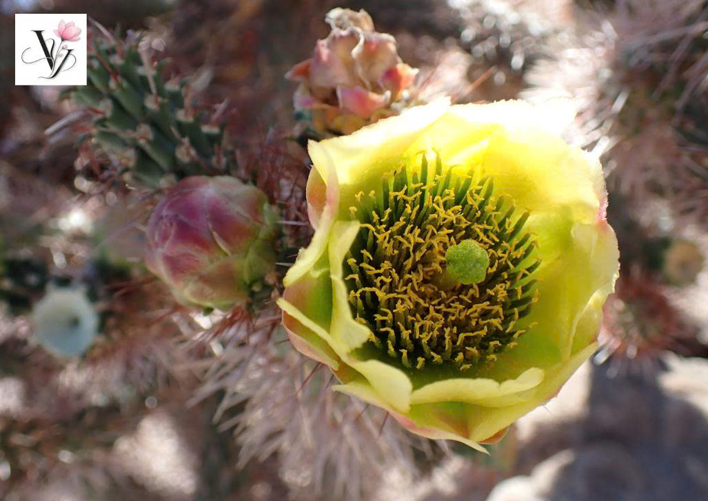 Hướng Dẫn Chi Tiết Cách Chăm Sóc Xương Rồng Sống Khỏe, Ra Hoa Đẹp Cùng VY FLORAL 🌵